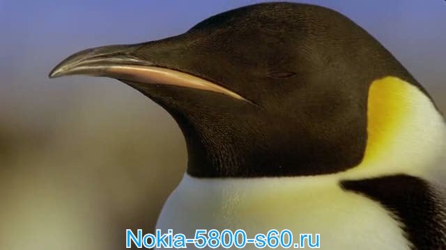 Скачать фильмы для Nokia 5800 N97 Нокия 5530 5230: BBC: Планета Земля - 1. От Полюса до Полюса / BBC: Planet Earth - 1. From Pole to Pole