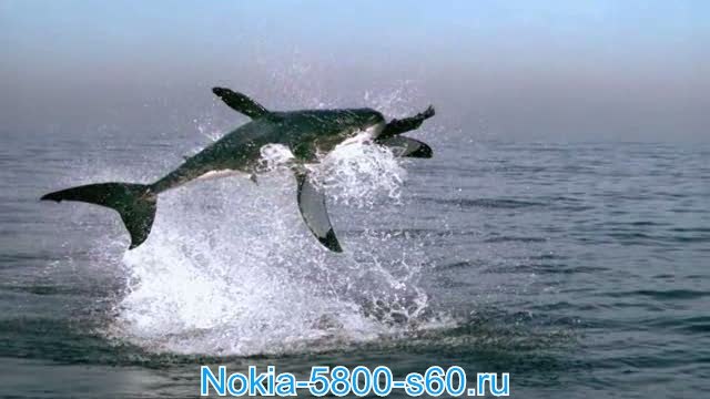 Скачать фильмы для Nokia 5800 N97 Нокия 5530 5230: BBC: Планета Земля - 1. От Полюса до Полюса / BBC: Planet Earth - 1. From Pole to Pole