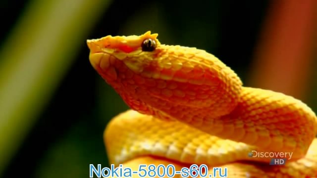 Красота Змей / Beauty of Snakes - скачать фильмы о природе для  Nokia 5228, 5250, 5530, X6, 5800, N97, X6, C6