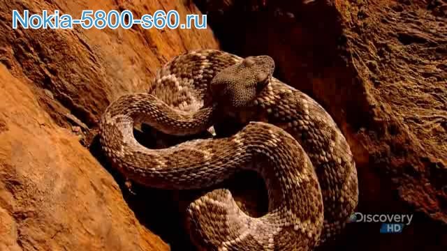 Красота Змей / Beauty of Snakes - скачать фильмы о природе для  Nokia 5228, 5250, 5530, X6, 5800, N97, X6, C6