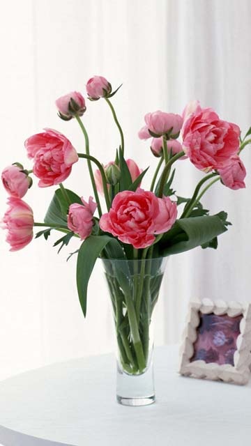 обои Nokia 5800 цветы - фото Нокиа 5800 розы, ромашки, лилии, тюльпаны, подсолнухи, одуванчики, нарциссы, вишня