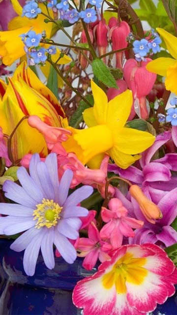 обои Nokia 5800 цветы - фото Нокиа 5800 розы, ромашки, лилии, тюльпаны, подсолнухи, одуванчики, нарциссы, вишня