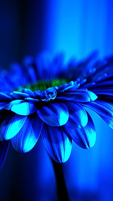 обои для Nokia 5800 Tube wallpapers - Нокиа 5800 заставки, картинки - Blue Flower - Синий Цветок